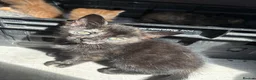 Mixed Breed cats for sale: Mixed Breed Kittens - Advert 9