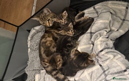 British Shorthair cats for sale: Kittens 🐾  - Image 2