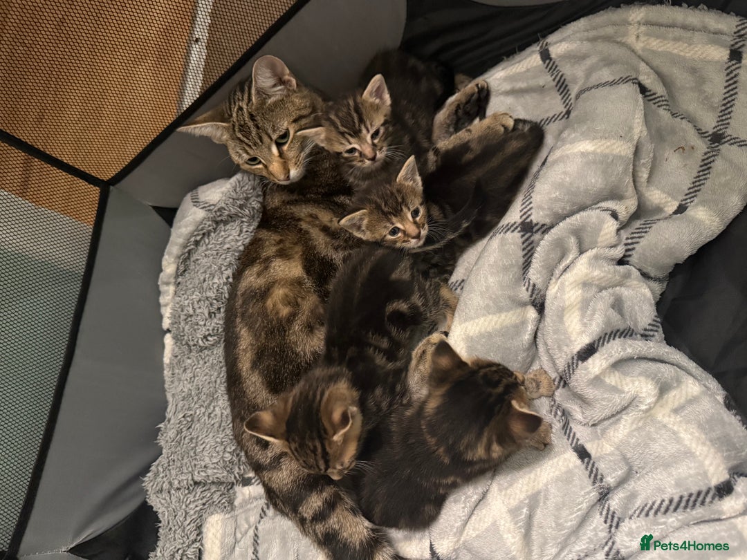 British Shorthair cats for sale: Kittens 🐾  - Image 2