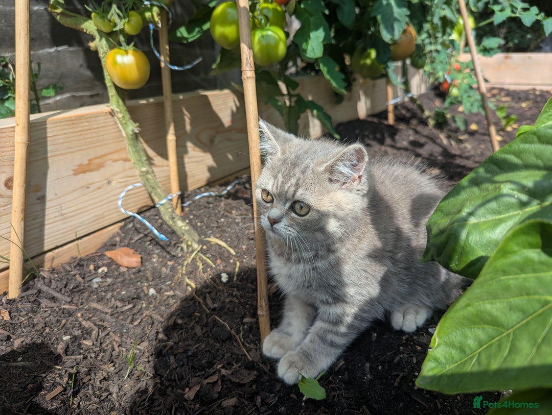 British Shorthair cats for sale: GORGEOUS BRITISH SHORTHAIR KITTENS – BLUE-SPOTTED - Image 7