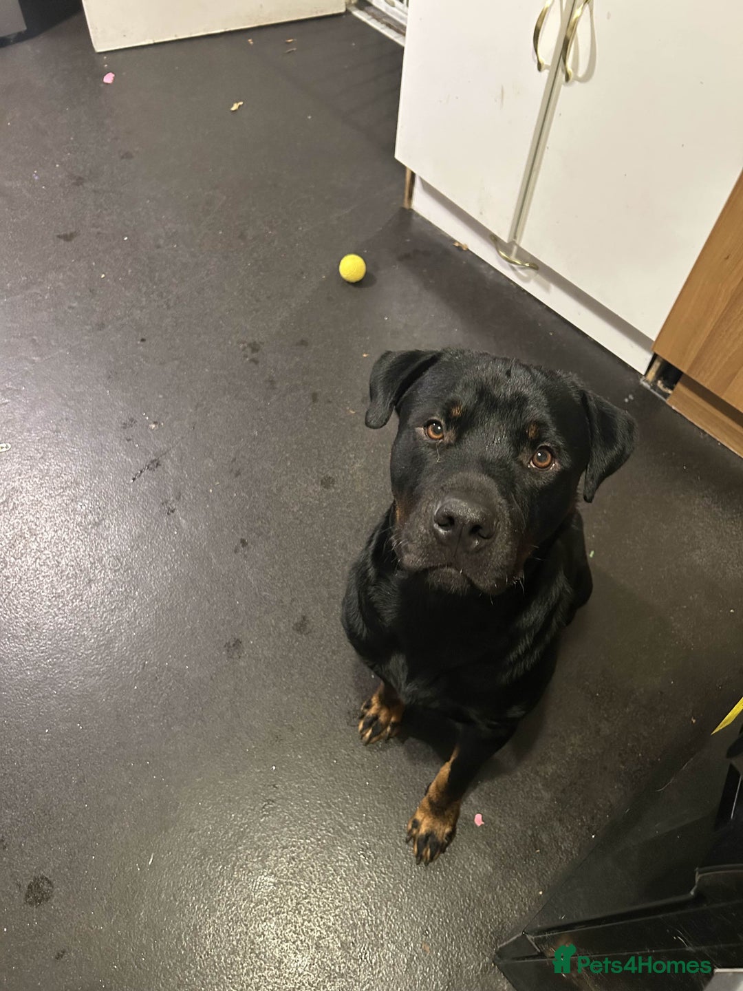 Rottweiler dogs for sale: Dexter - Advert 1