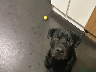 Rottweiler dogs Dexter - Advert 10