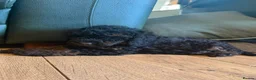 Cockapoo dogs for sale: Ready Now f1b Black & Brown Cockapoo Puppies! 🐾 - Advert 22