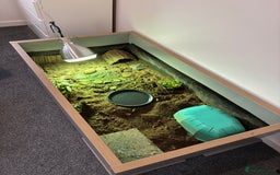Tortoise reptiles for sale: Horsefield tortoise - Image 3