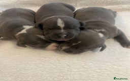 Staffordshire Bull Terrier dogs for sale: Outstanding litter of KC blue Staffordshire pups❤️ - Image 4