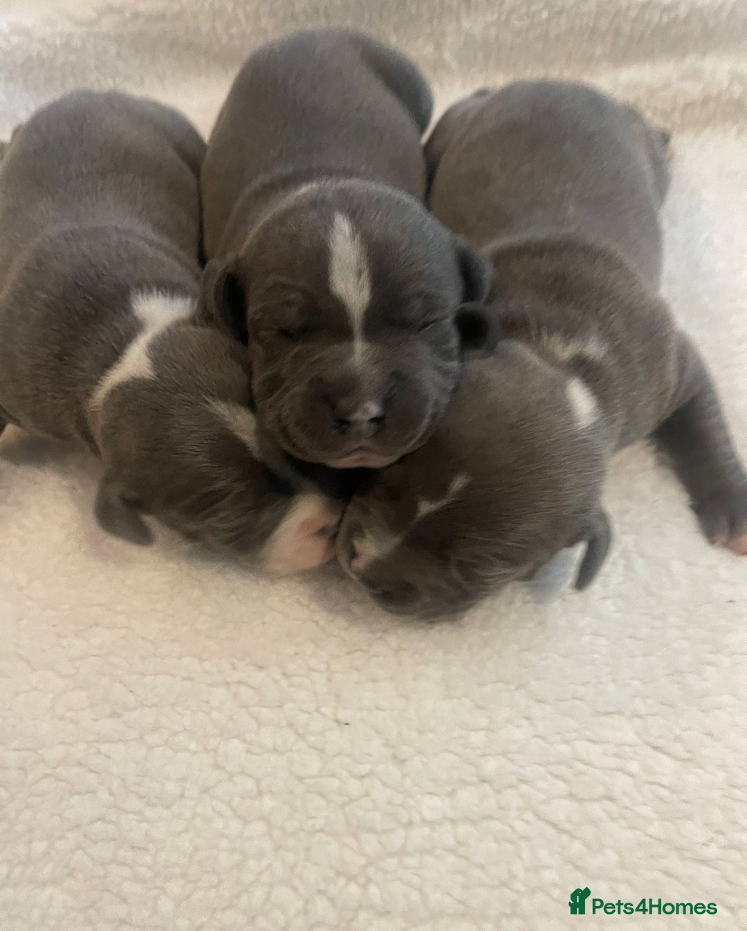 Staffordshire Bull Terrier dogs for sale: Outstanding litter of KC blue Staffordshire pups❤️ - Image 4