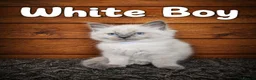 Ragdoll cats for sale: Beautiful Ragdoll kittens looking for new homes. - Advert 3