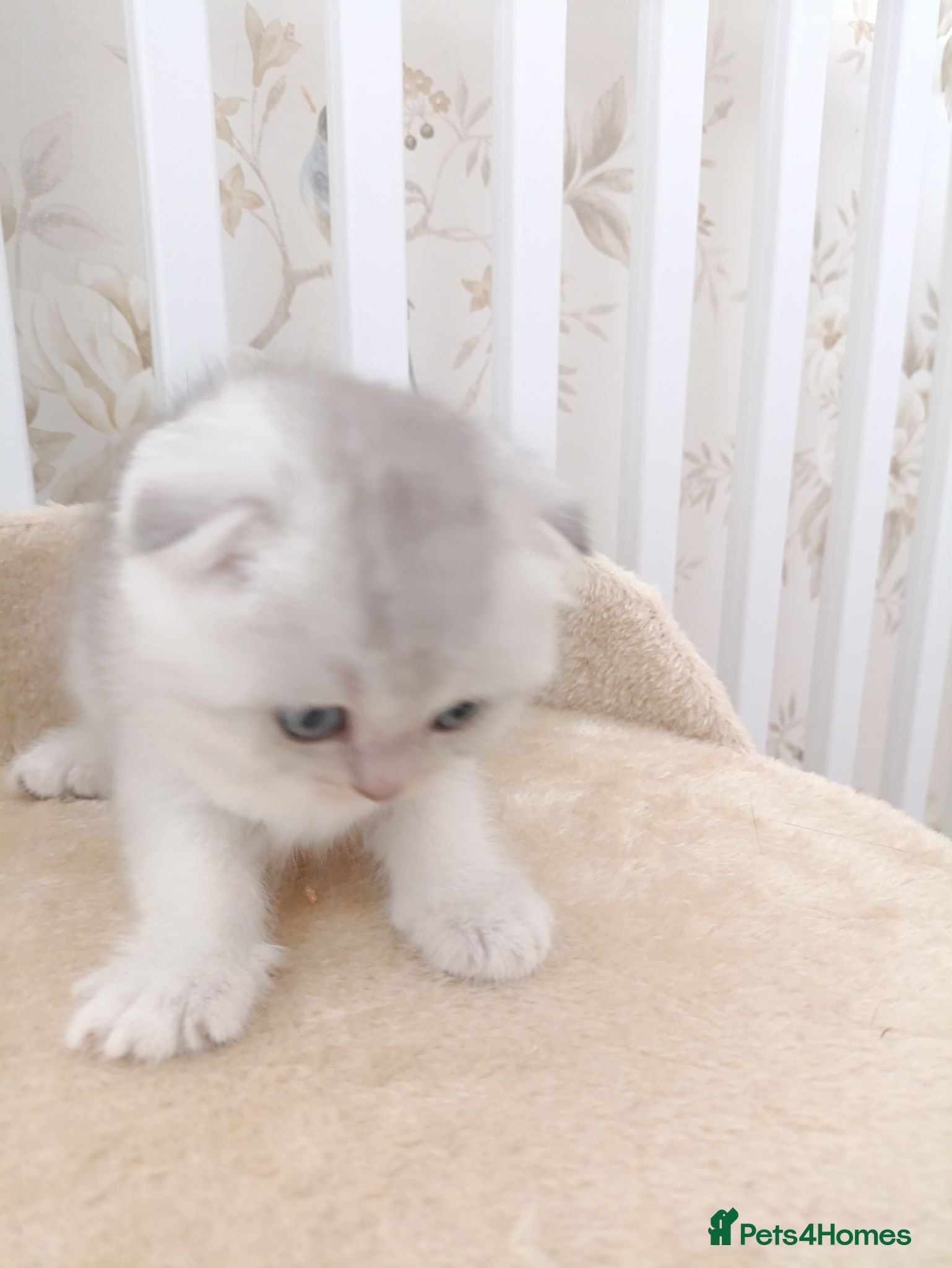 British Shorthair cats Kitten  - Advert 5