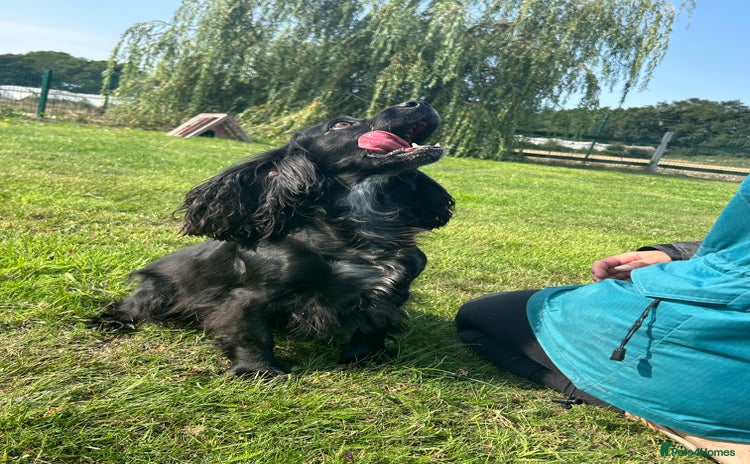 Cocker Spaniel dogs - Advert 4