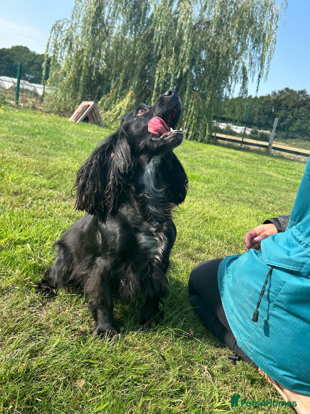 Cocker Spaniel dogs for sale: Beautiful cocker spaniel  - Image 1