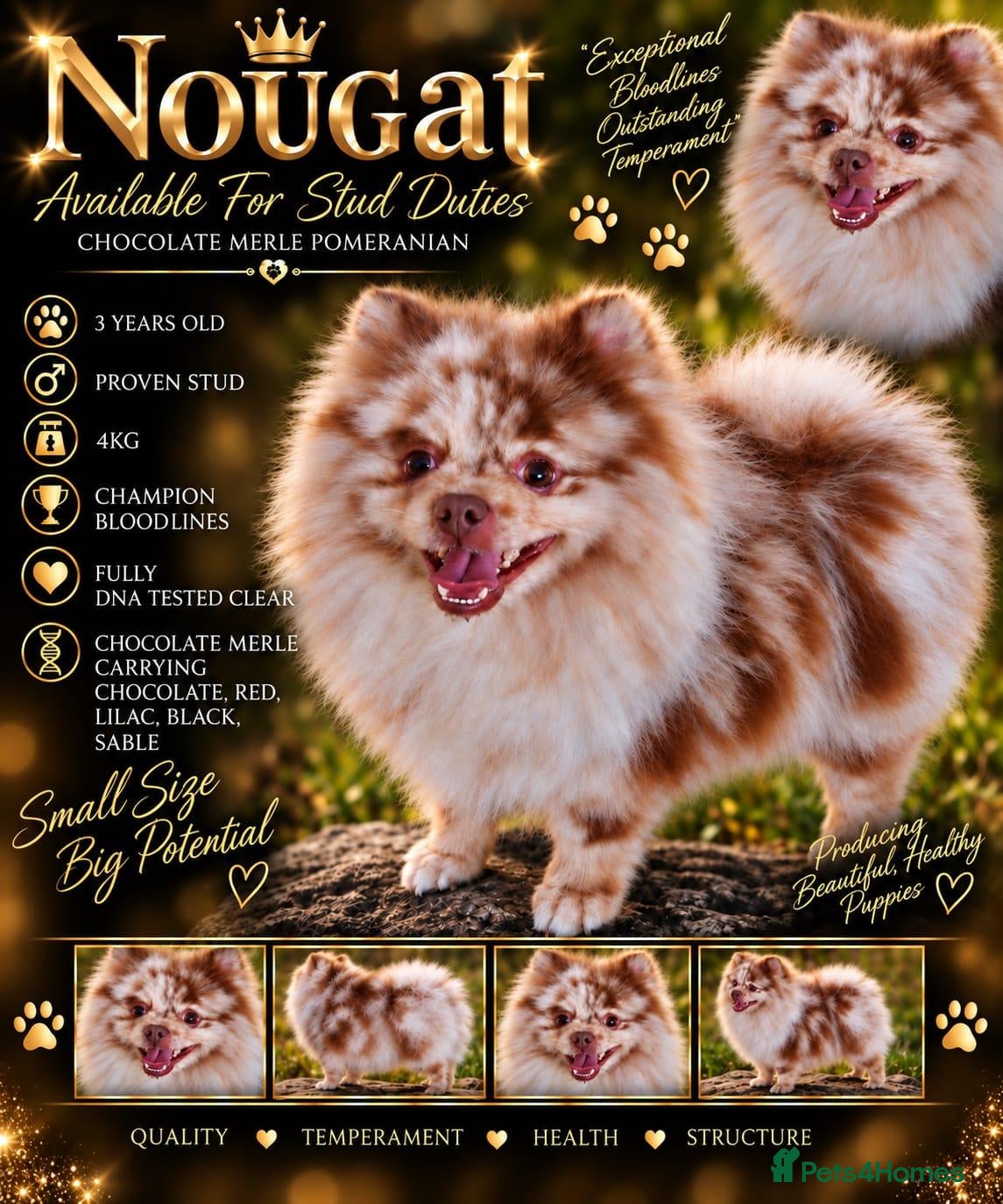 Pomeranian dogs Beautiful merle pom for stud - Advert 3
