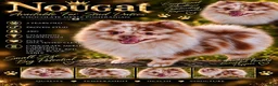 Pomeranian dogs for stud: Beautiful merle pom for stud - Advert 1