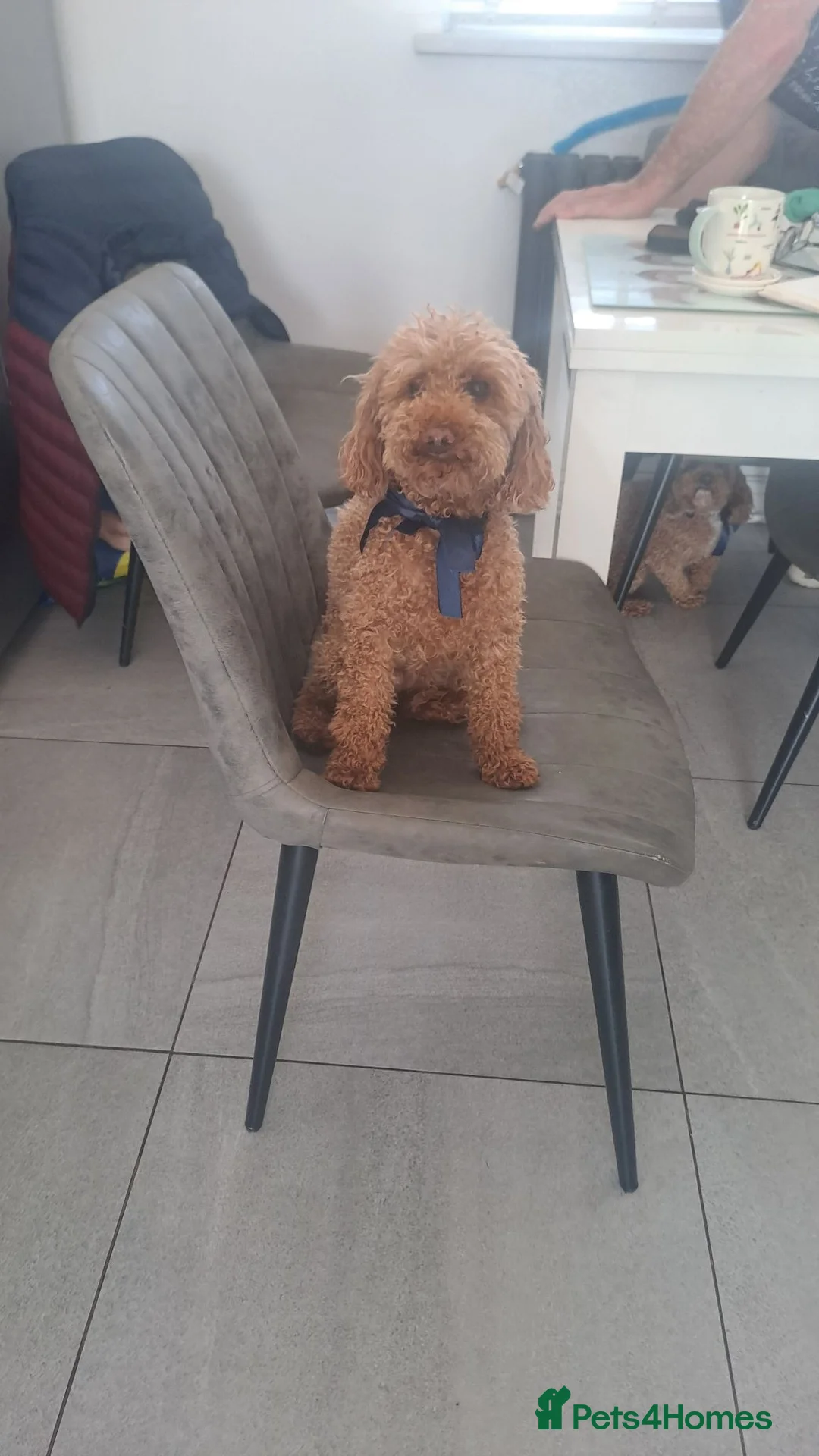 Miniature Poodle dogs for sale: KC MINIATURE POODLES  in Doncaster - Advert 1