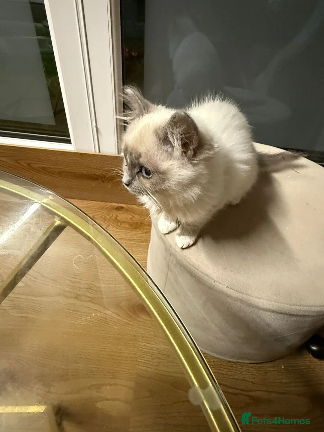 Ragdoll cats for sale: 4 month Ragdoll Female Kitten - Advert 3