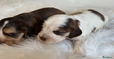 Cocker Spaniel dogs - Advert 4