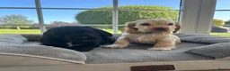 Cocker Spaniel dogs for sale: Quality DNA clear show cocker spaniels  - Advert 23