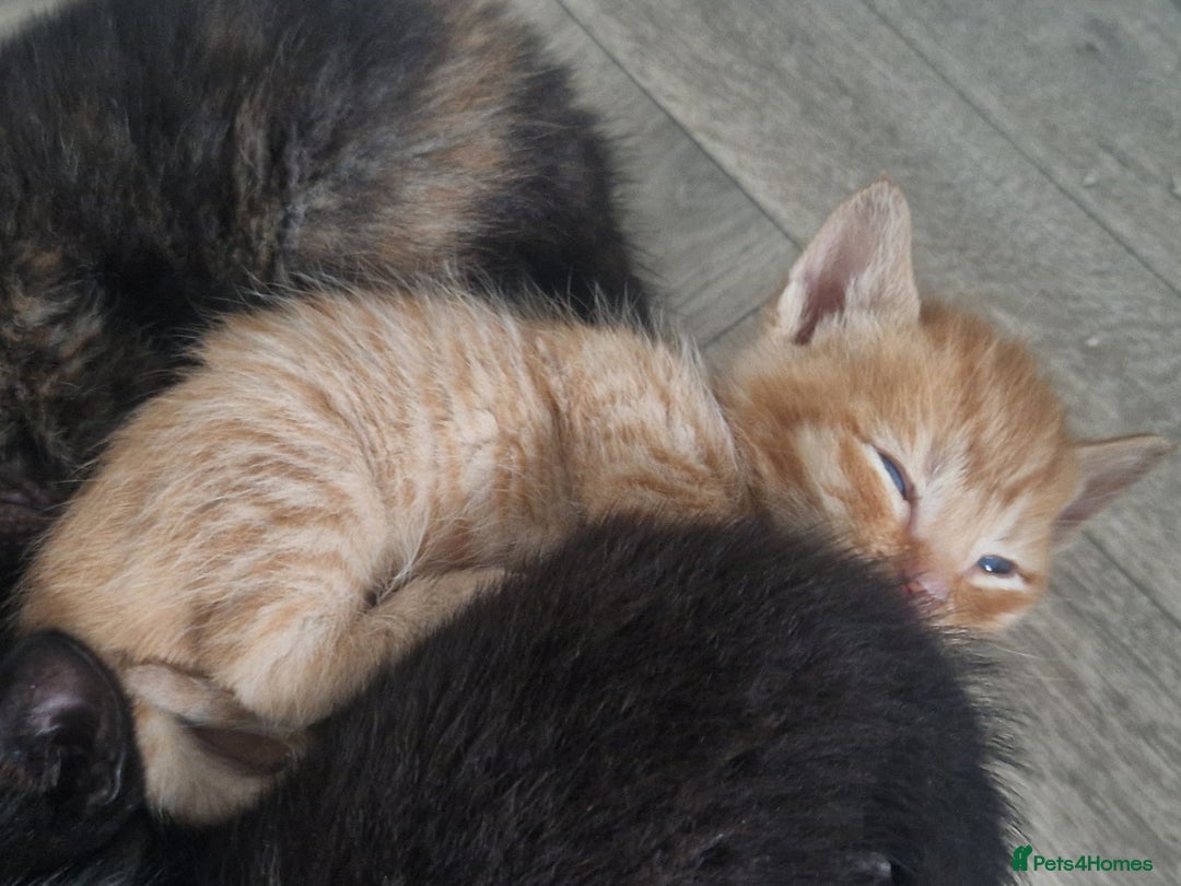 Mixed Breed cats for sale: Gorgeous Kittens. GINGER & All Black - Image 4