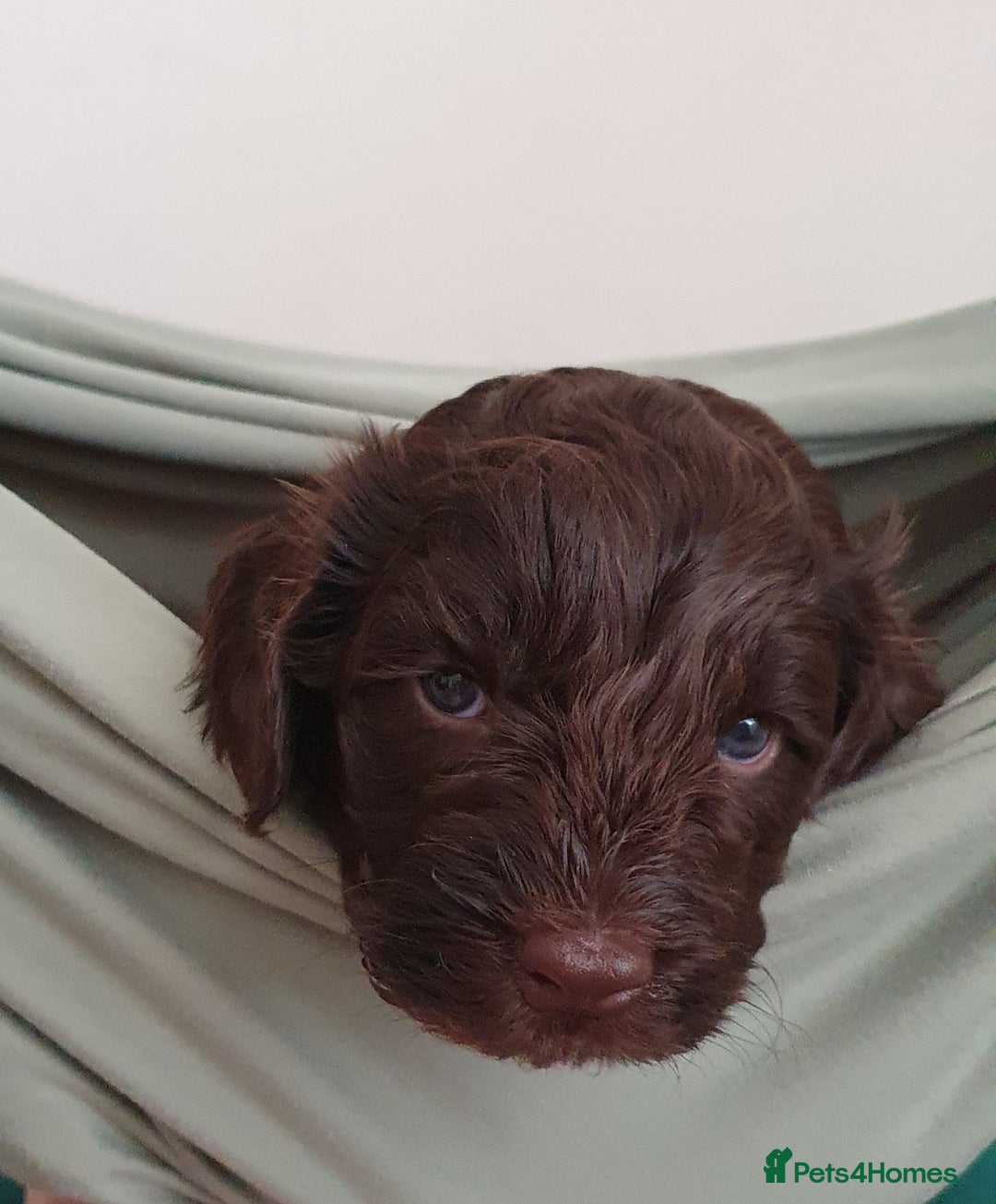 Australian Labradoodle dogs for sale: Health-tested Australian Labradoodle puppies - Image 7