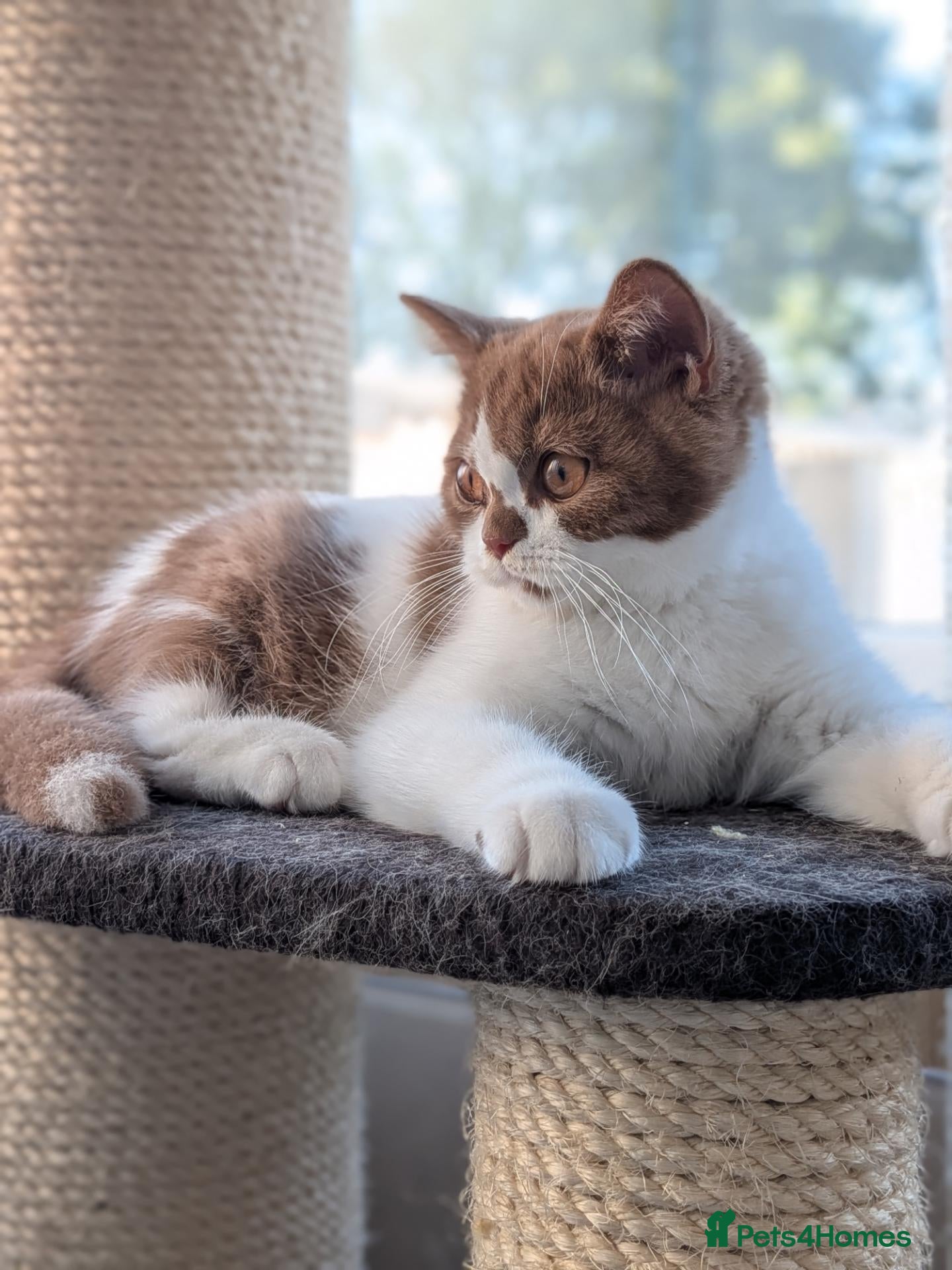 British Shorthair cats GCCF Registered Kittens  - Advert 1