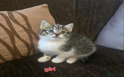 Maine Coon cats for sale: Adorable kittens mixed maine coon - Image 4