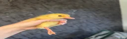 Peafowl poultry for sale: Indian runner ducklings - rolling advert  - Advert 2