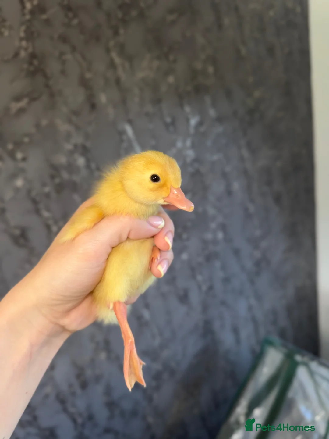 Peafowl poultry for sale: Indian runner ducklings - rolling advert  - Advert 2