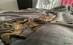 Domestic Shorthair cats for sale: Beautiful sisters looking for a new home  - Image 5