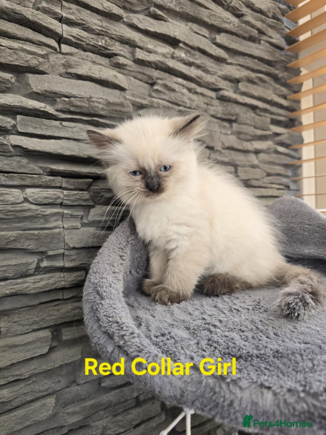 Ragdoll cats for sale: Beautiful ragdoll kittens - Image 30