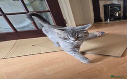 British Shorthair cats for sale: British short hair cat - Image 3