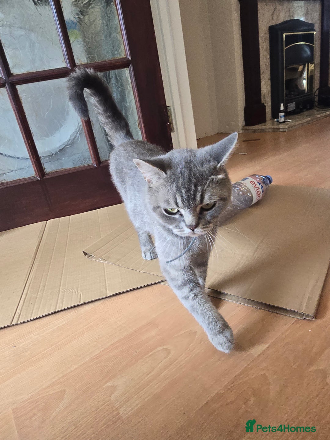 British Shorthair cats for sale: British short hair cat - Image 3