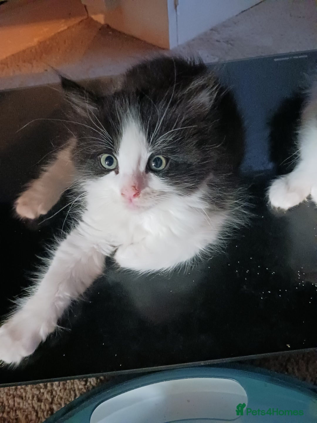 Ragdoll cats for sale: CUTE SOLID RAGDOLL KITTENS  - Image 10