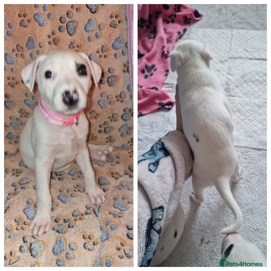 Mixed Breed dogs for sale: Staffy-Lurcher CROSS Border Collie  - Advert 8