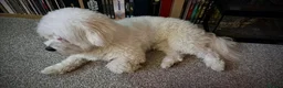 Maltese dogs for sale: Beautiful pure Maltese boy 9 months old, Loca in Chesterfield - Advert 3