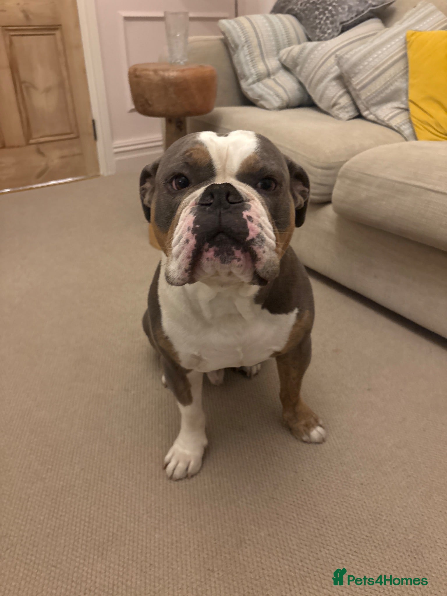 English Bulldog dogs Mr Boris Jones  - Advert 4