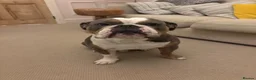 English Bulldog dogs for stud: Mr Boris Jones  in Sutton Coldfield - Advert 1