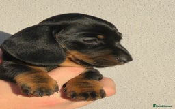 Miniature Dachshund dogs for sale: Outstanding Litter KC Reg Health Tested Parents - Image 11