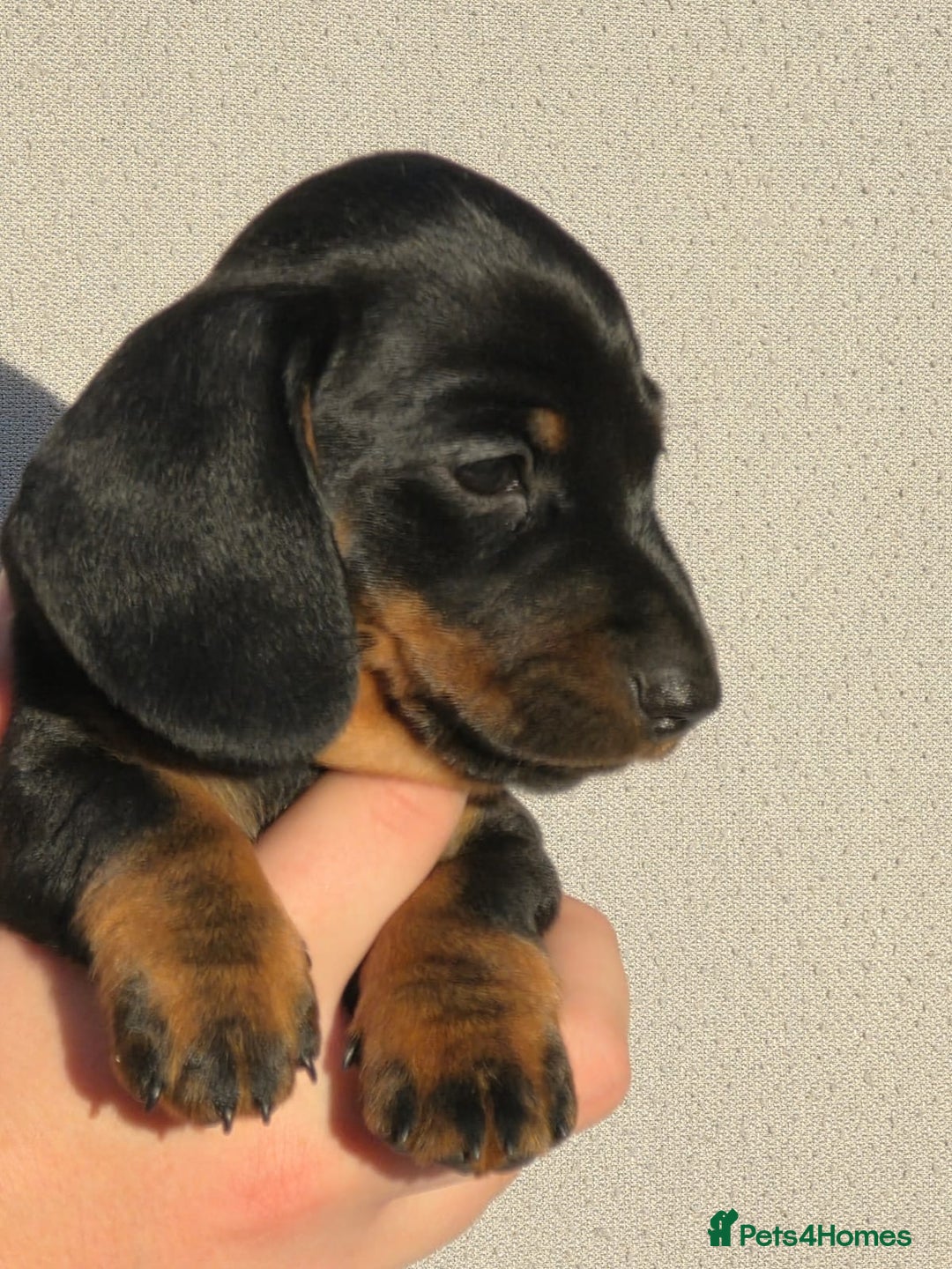 Miniature Dachshund dogs for sale: Outstanding Litter KC Reg Health Tested Parents - Image 11