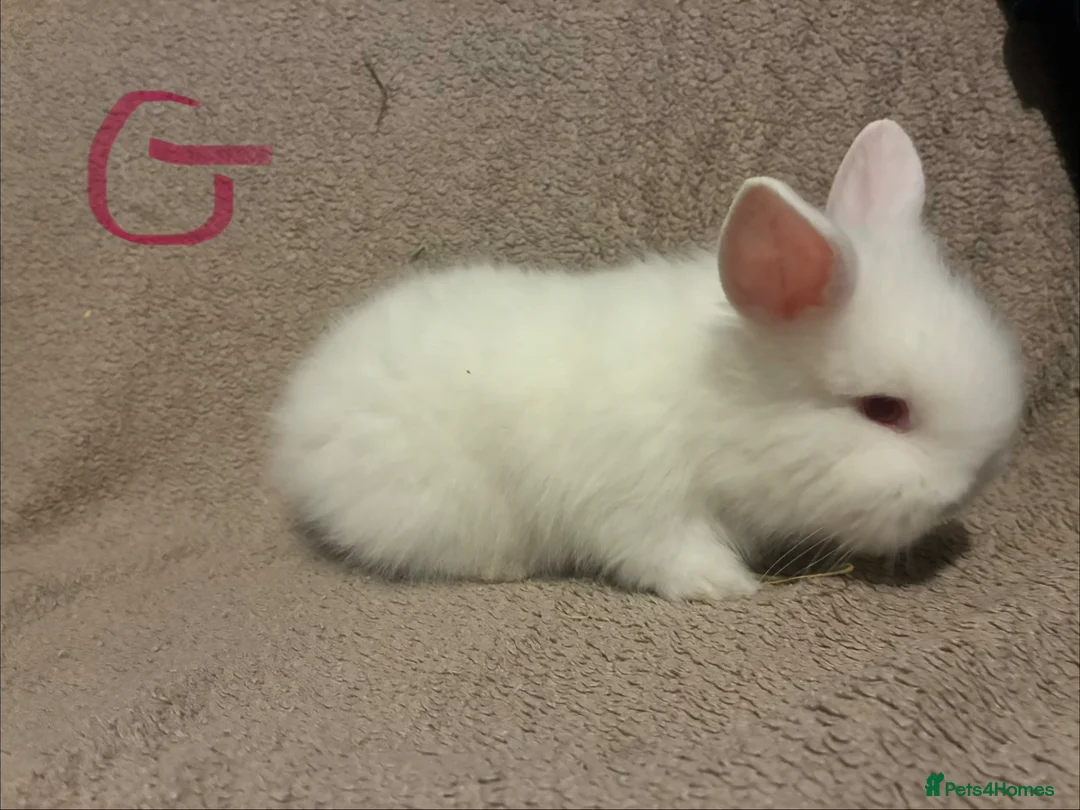 Lionhead rabbits for sale: Lionhead bunnies  - Advert 3