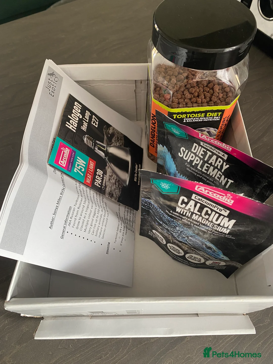 Tortoise reptiles for sale: Horsefield tortoise for sale in Spalding - Advert 9