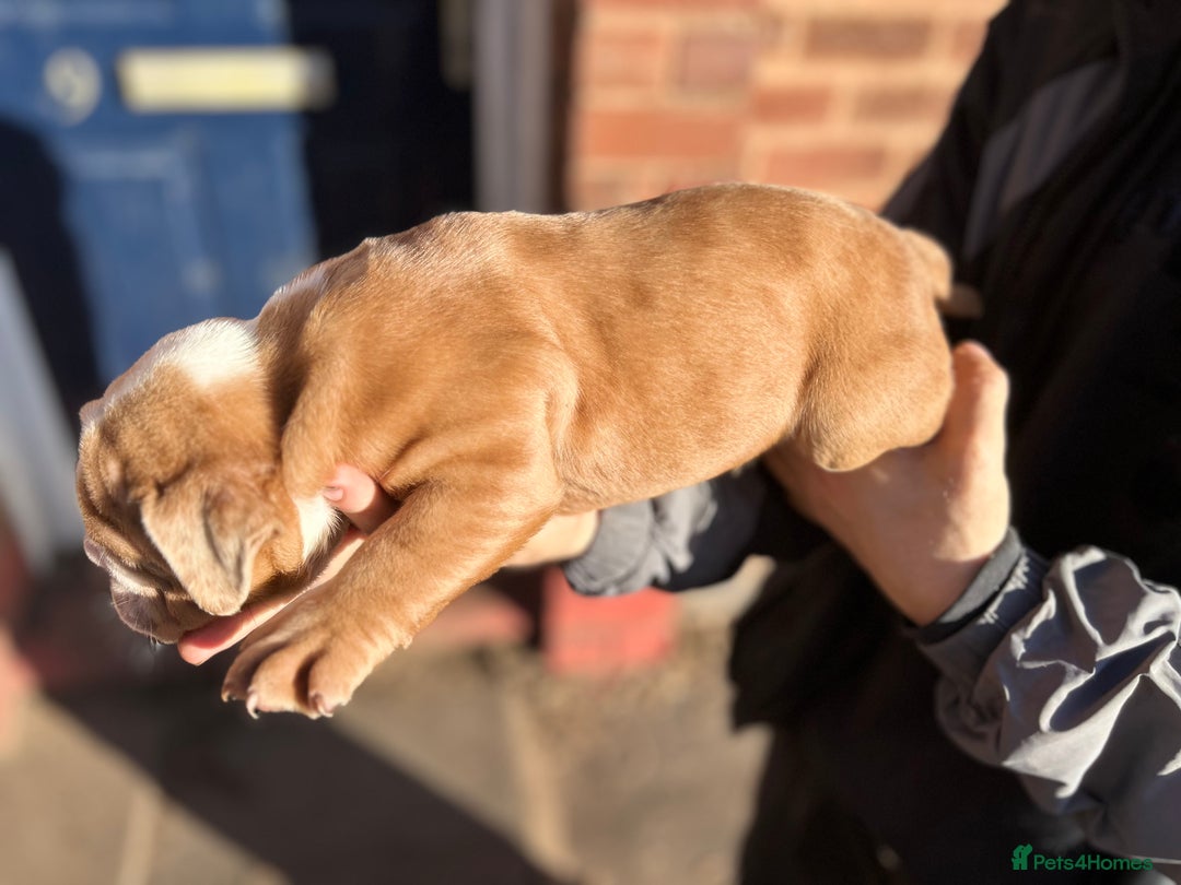 Olde English Bulldogge dogs for sale: 5 stunning olde english bulldogges for sale😍 - Advert 5