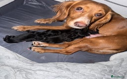 Cocker Spaniel dogs for sale: Cocker spaniel pups - Image 7
