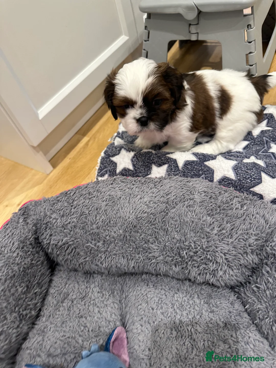 Shih Tzu dogs for sale: Shih Tzu puppies  - Advert 12