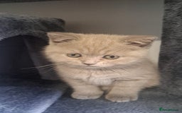 British Shorthair cats for sale: 2 Beautiful British Short Hair kittens - Image 9