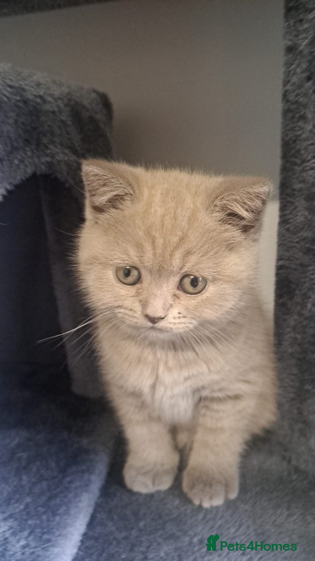 British Shorthair cats for sale: 2 Beautiful British Short Hair kittens - Image 9