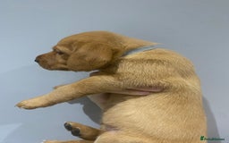 Labrador Retriever dogs for sale: KC Fox Red Labradors  - Image 11