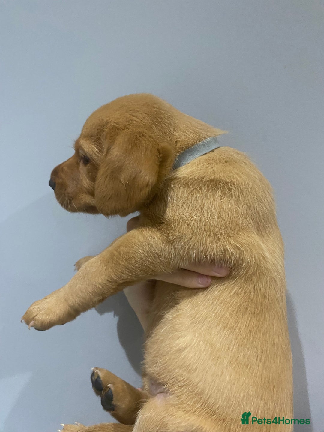 Labrador Retriever dogs for sale: KC Fox Red Labradors  - Image 11
