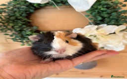 Guinea Pig rodents for sale: baby boars guinea pigs - Image 1
