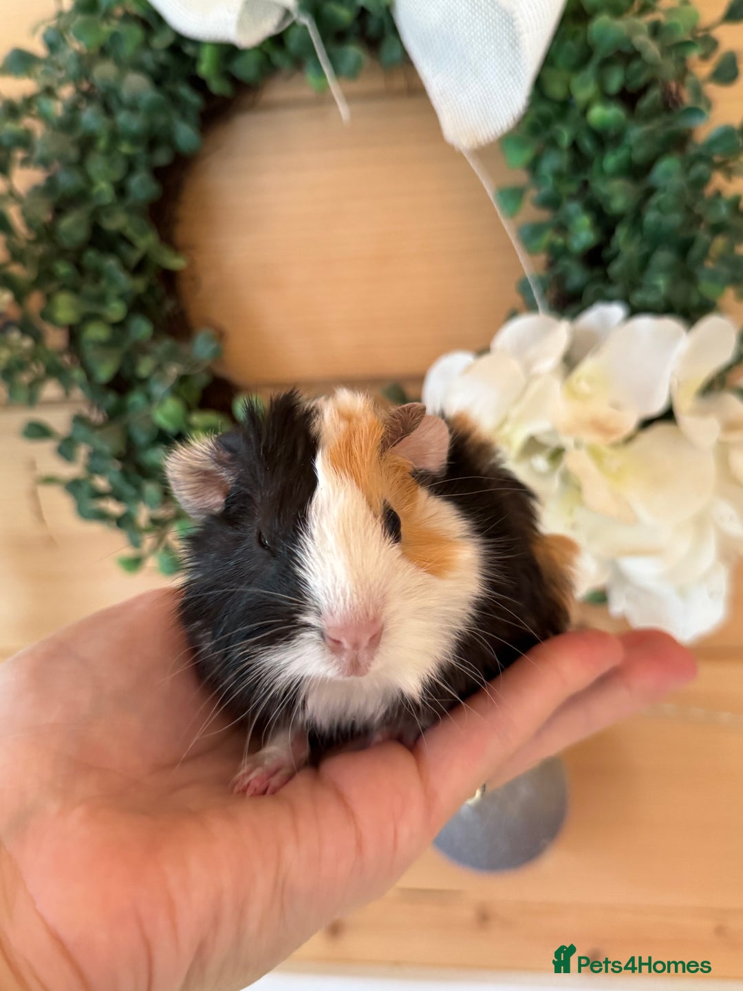 Guinea Pig rodents for sale: baby boars guinea pigs - Image 1