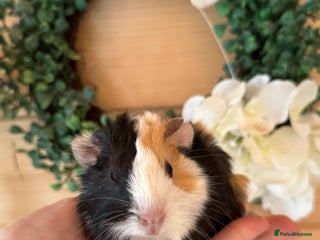 Guinea Pig rodents - Advert 7