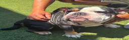 Olde English Bulldogge dogs for sale: Old English x English Bulldog puppies - Advert 21